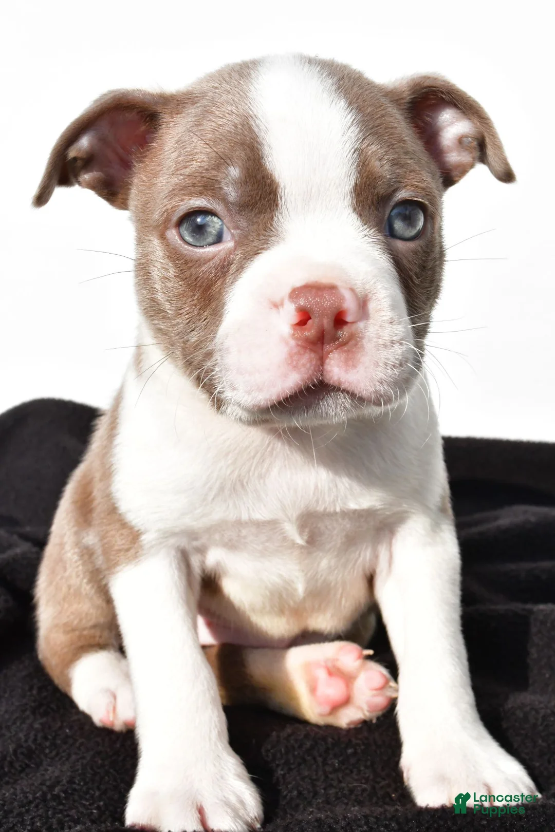 Boston Terrier dogs for sale: Kendall - Ad 8