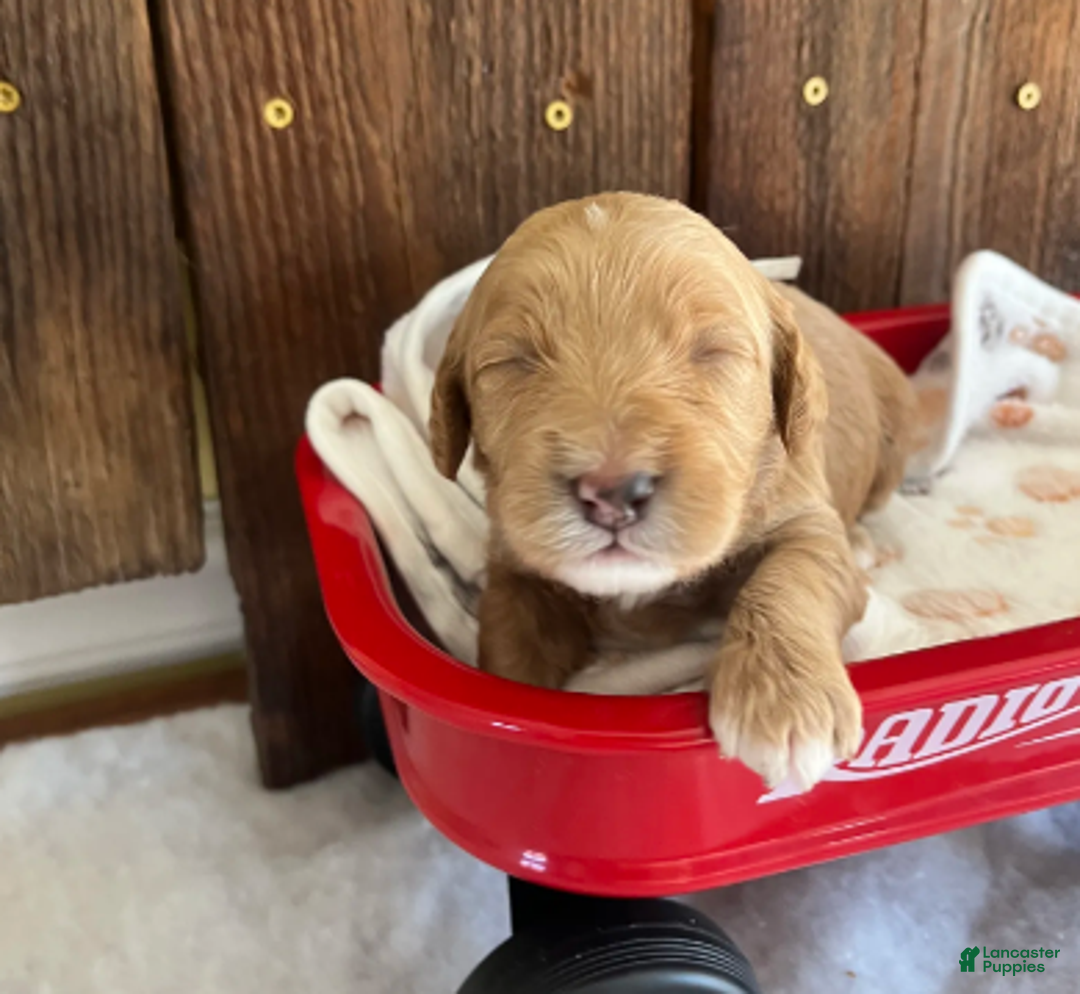 Mini Goldendoodle dogs for sale: Biscuit - Ad 3