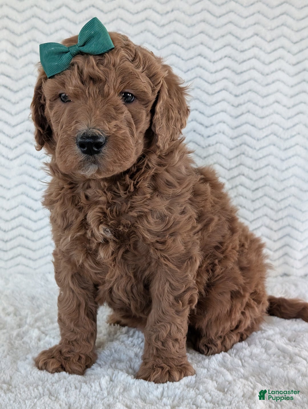 Goldendoodle dogs for sale: Teddy - Ad 16