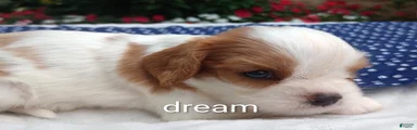 Dewey 