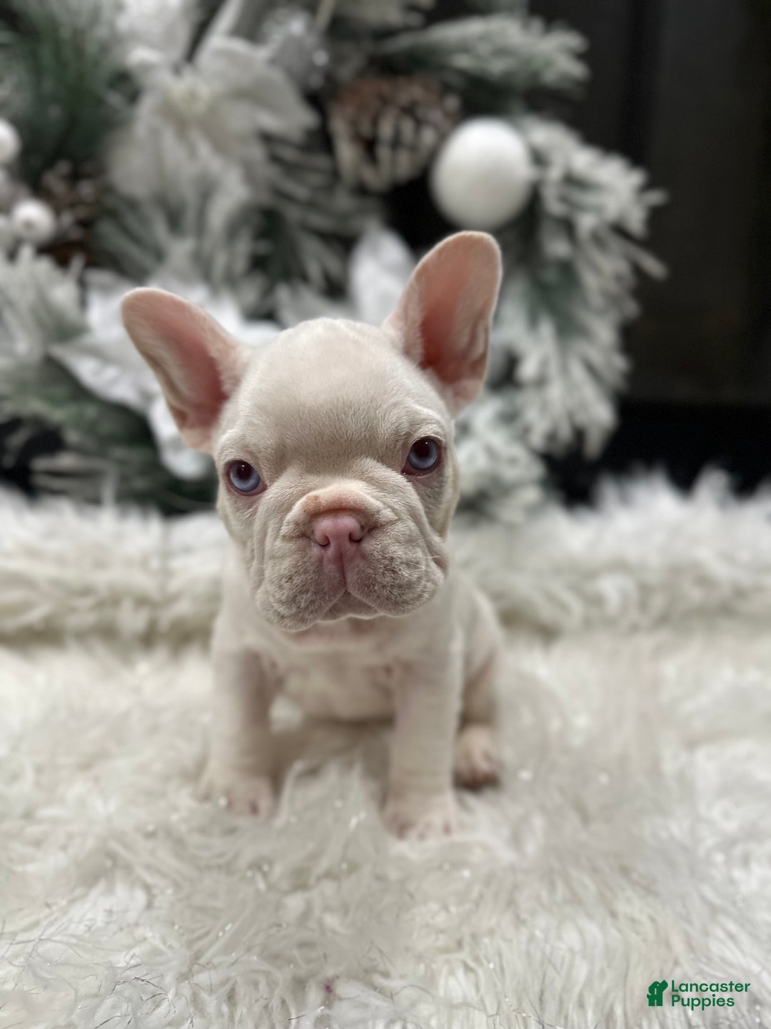 French Bulldog dogs for sale: Newshade isabella koi pink carrier - Ad 3