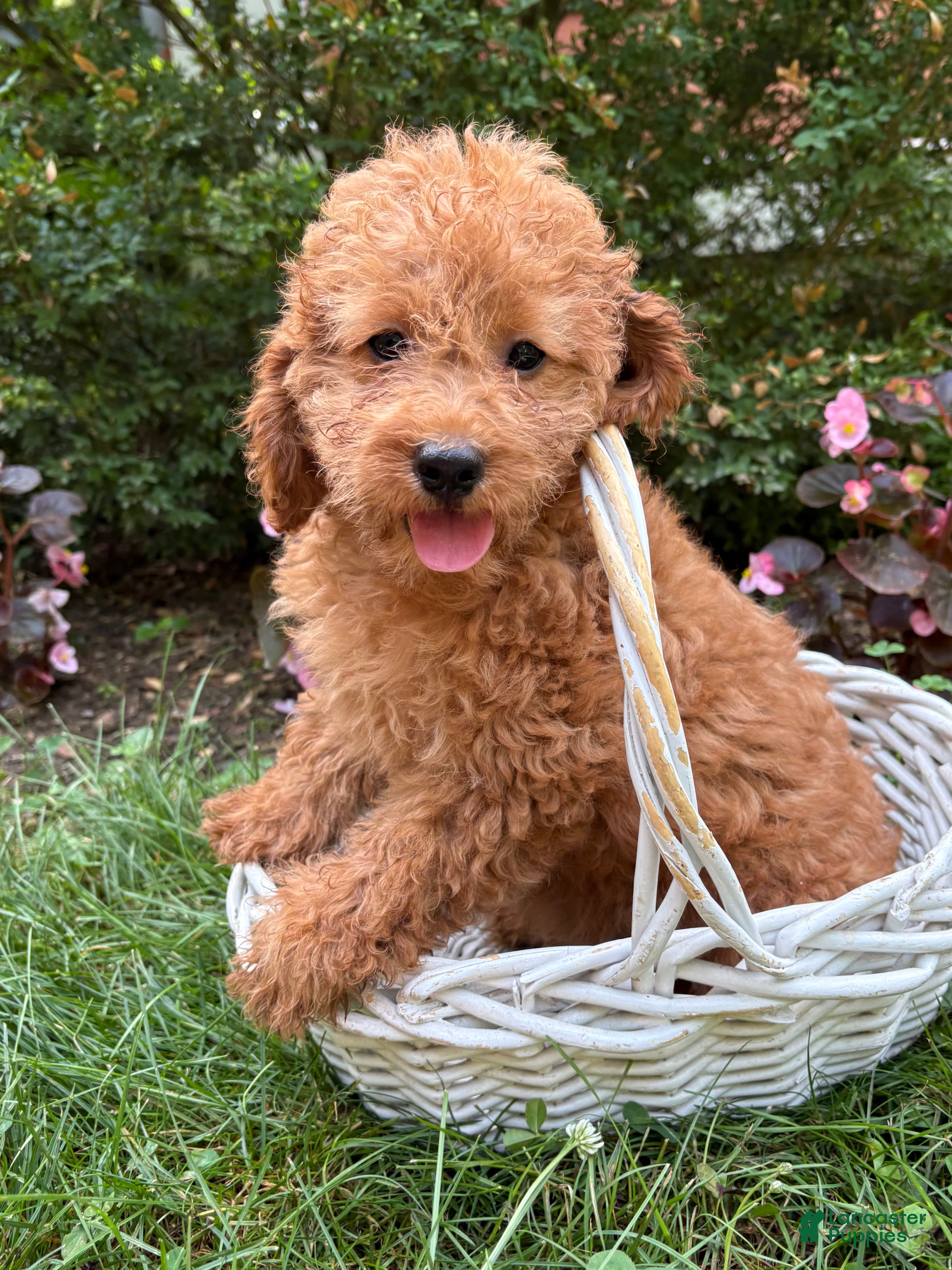 Cockapoo dogs Zayla - Ad 1