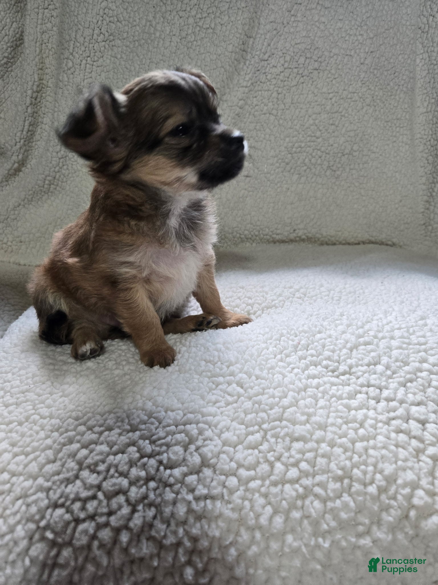 Chihuahua dogs El Chubbo  - Ad 2