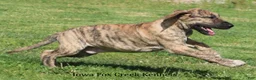 Great Dane dogs for sale: Murphy - Ad 4