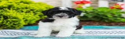 Havapoo dogs for sale: Wiggles (Raised in Home, Crate Trained & Potty Training!)  - Ad 6