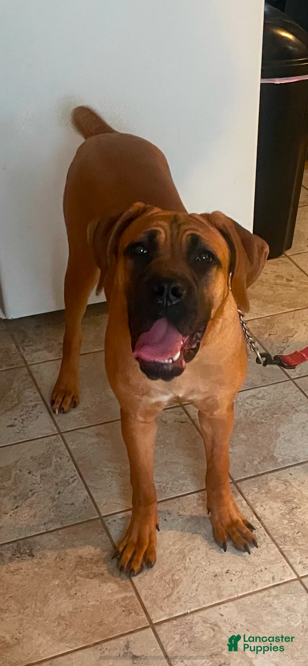 Cane Corso dogs for sale: Cane Corso Puppy 1 - Ad 2