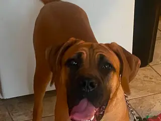 Cane Corso dogs Cane Corso Puppy 1 - Ad 9