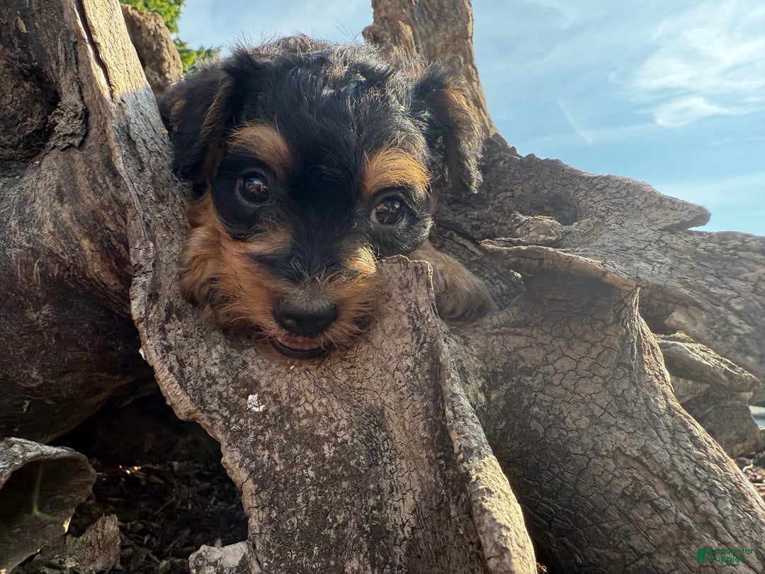 Schnoodle dogs for sale: Isaiah - Ad 17