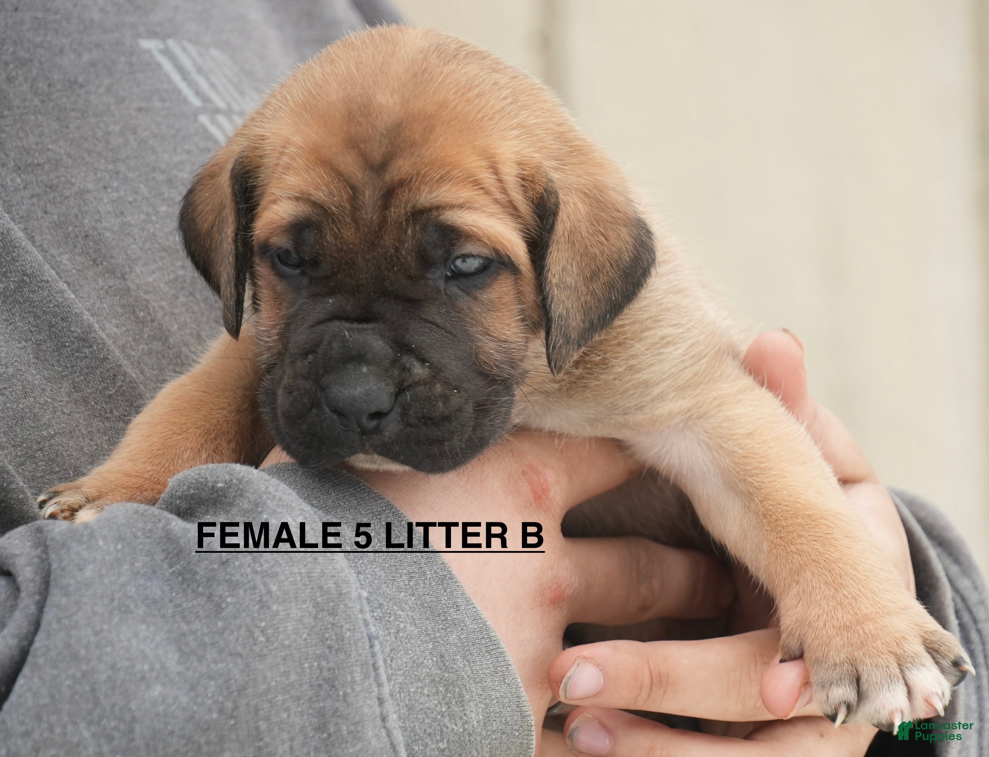 Cane Corso dogs Female 5 Litter B - Ad 26