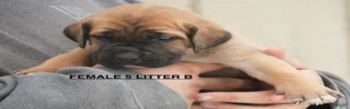 Female 5 Litter B