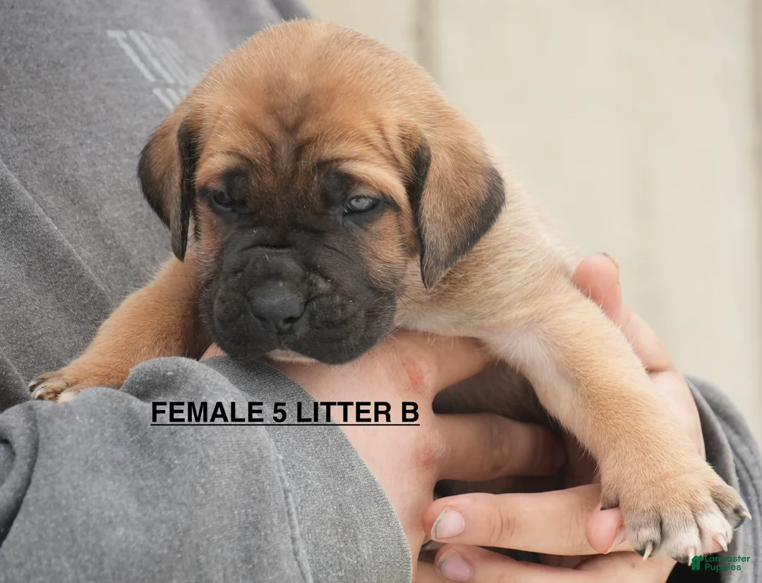 Cane Corso dogs for sale: Female 5 Litter B - Ad 1