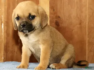 Puggle dogs for sale: Nick - Ad 4
