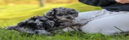Miniature Poodle dogs for sale: Mason - Ad 9