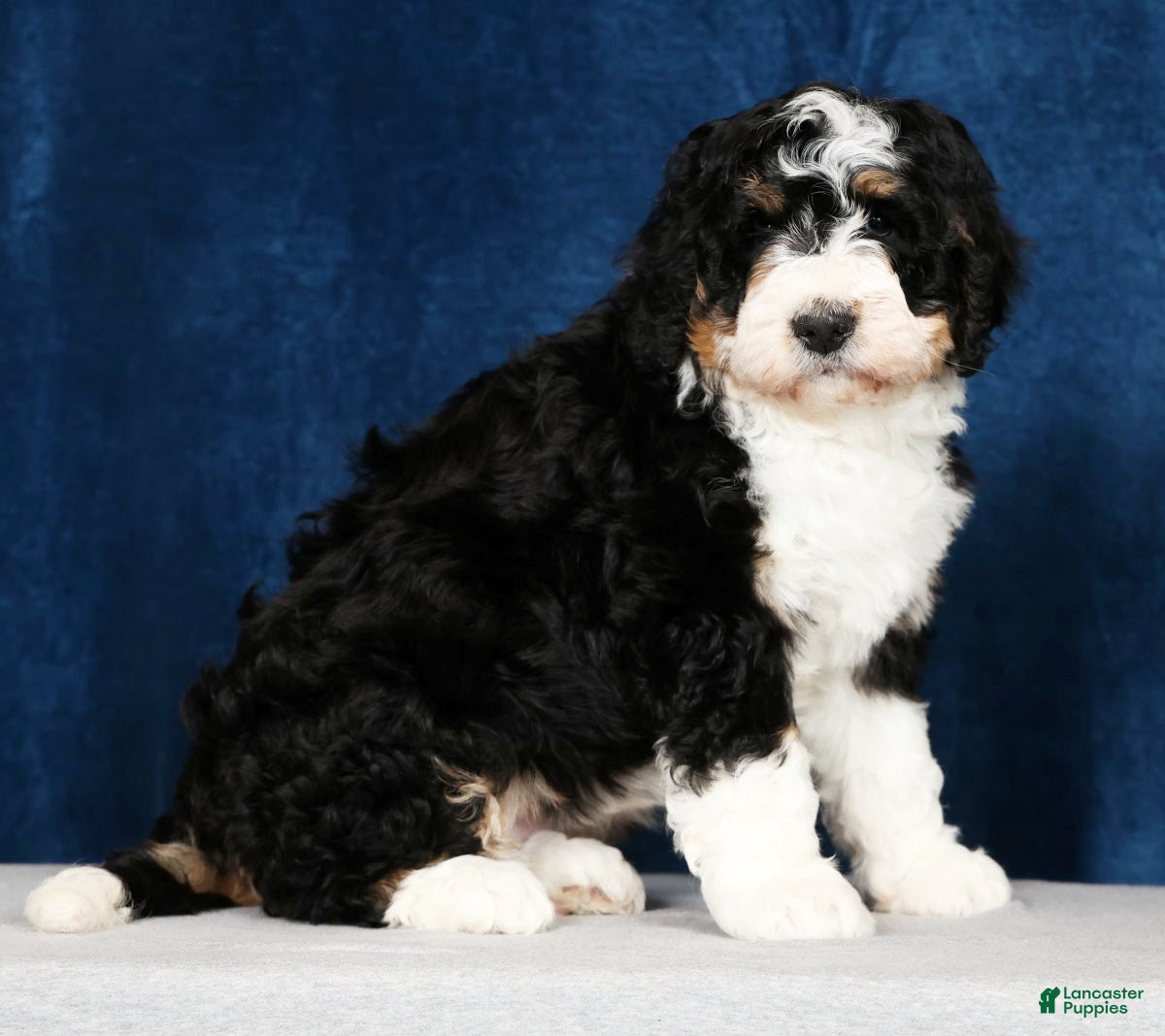 Bernedoodle dogs Joda - Ad 1