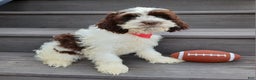 Cockapoo dogs for sale: Ricco - Ad 5
