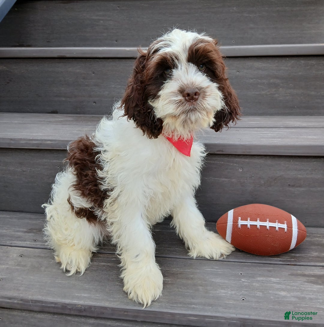 Cockapoo dogs for sale: Ricco - Ad 5