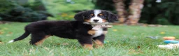Bernese Mountain Dog dogs for sale: Denali - Ad 7