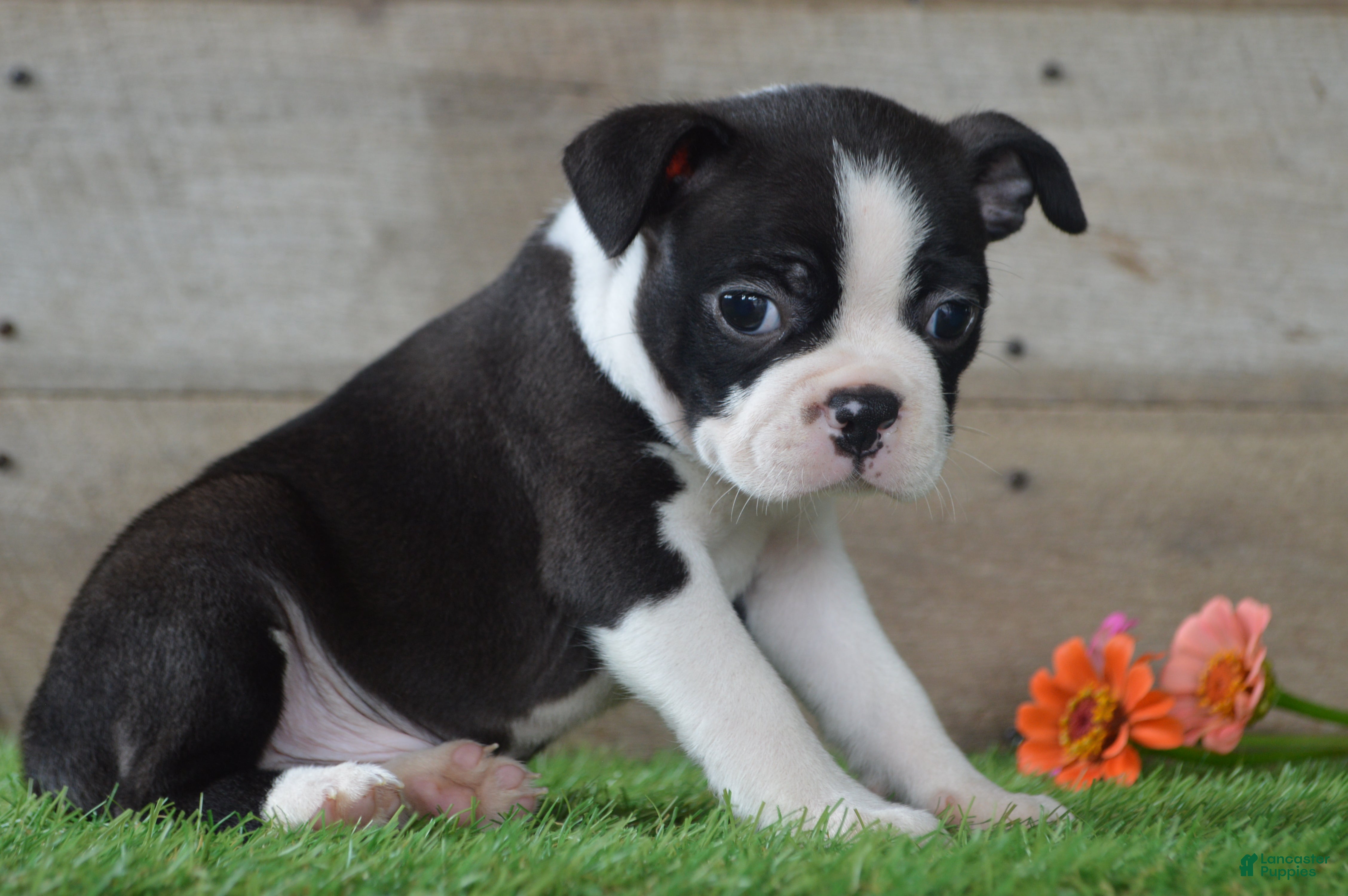 Boston Terrier dogs Jayce - Ad 2