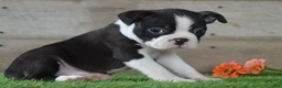 Boston Terrier dogs for sale: Jayce - Ad 2