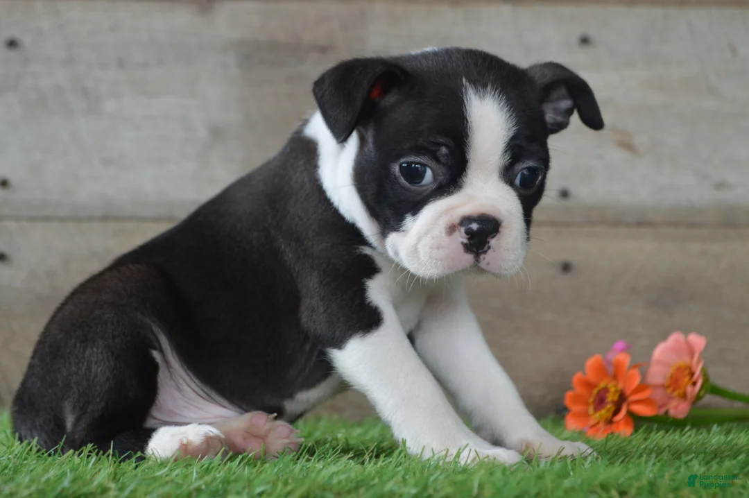 Boston Terrier dogs for sale: Jayce - Ad 2