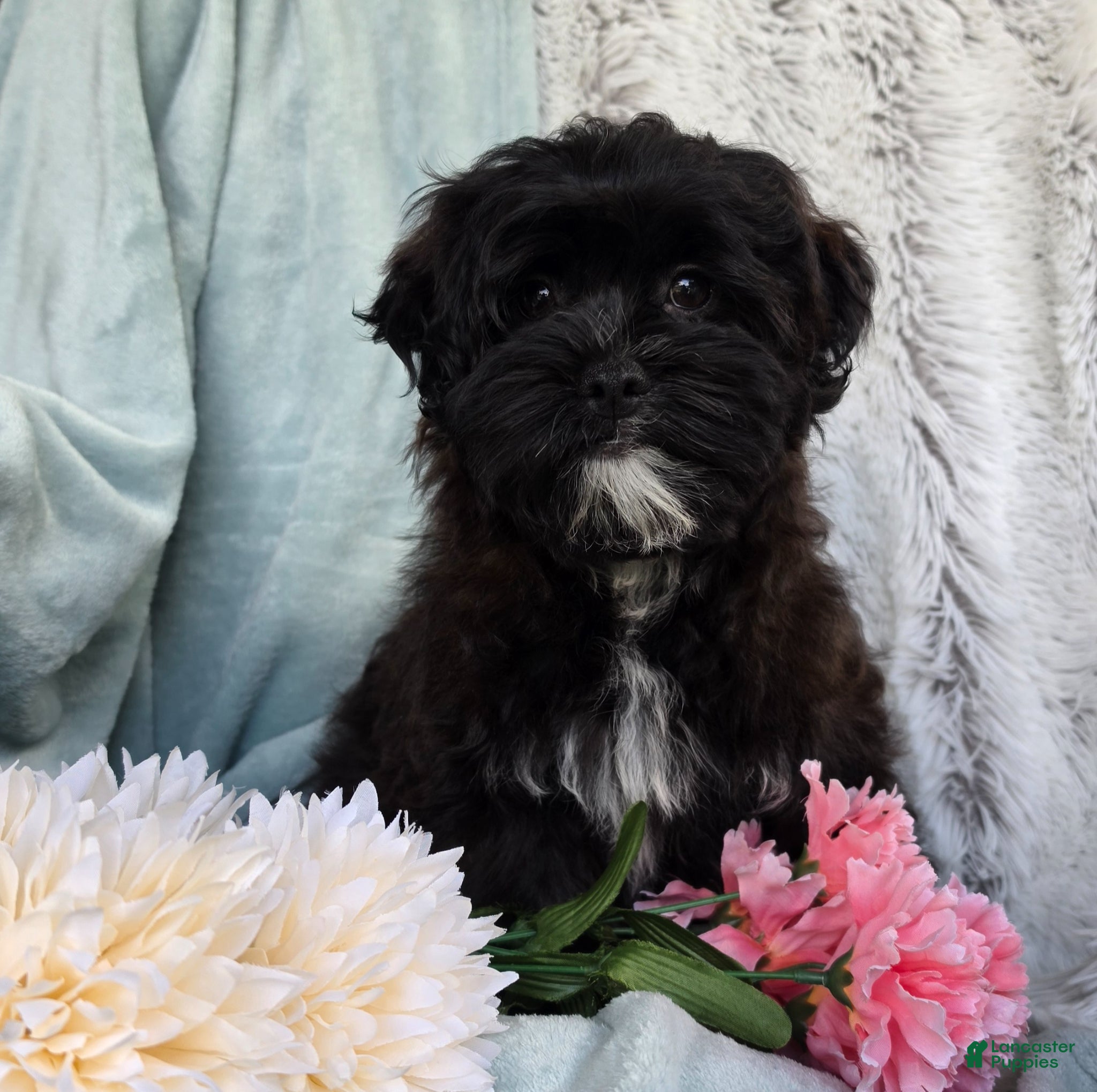 Shihpoo dogs for sale: Dawn - Ad 3