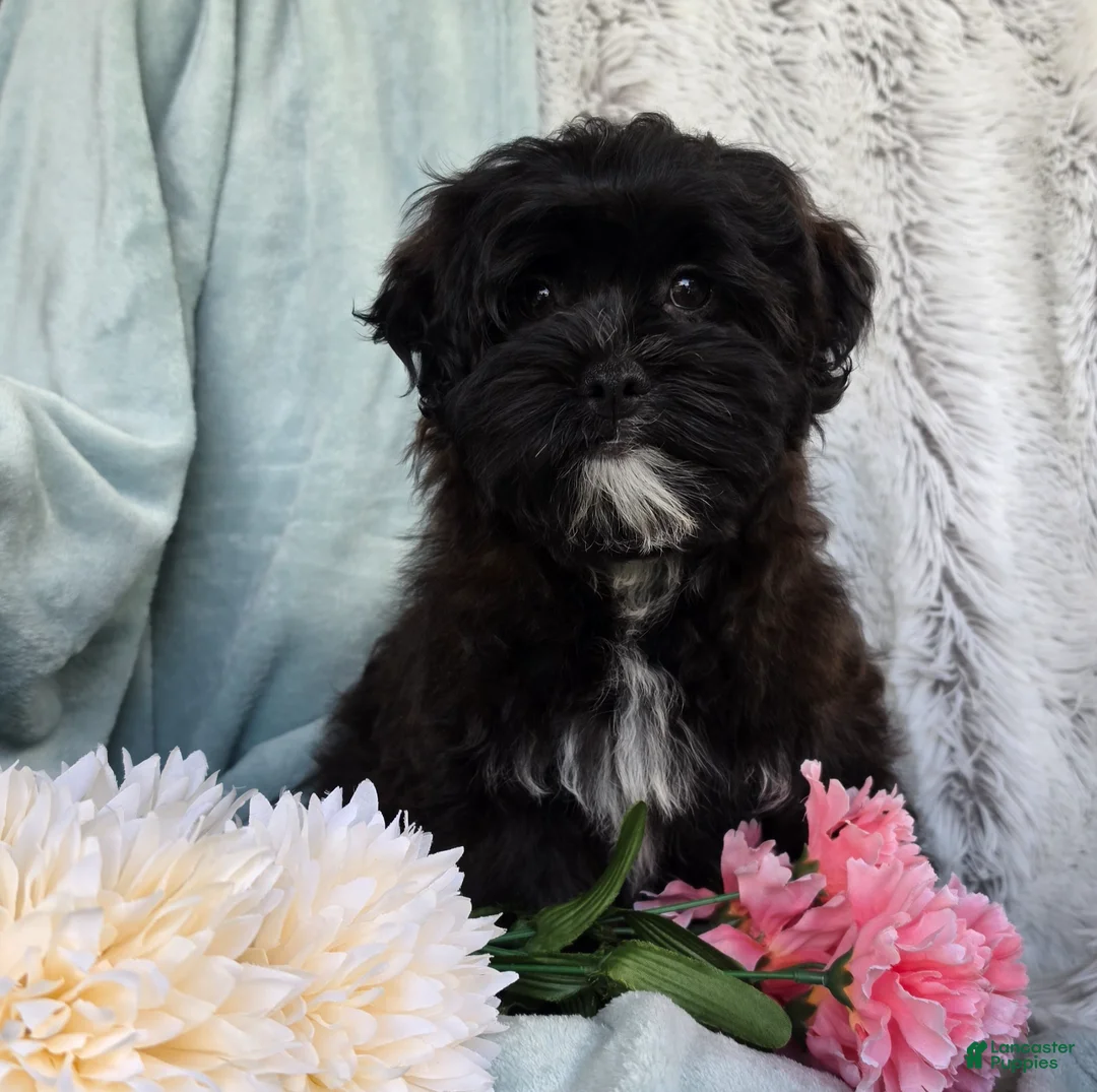 Shihpoo dogs for sale: Dawn - Ad 1