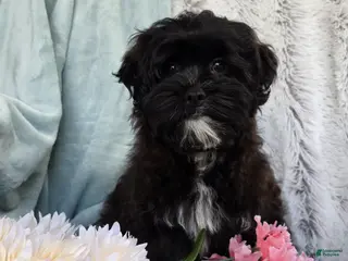 Shihpoo dogs for sale: Dawn - Ad 3