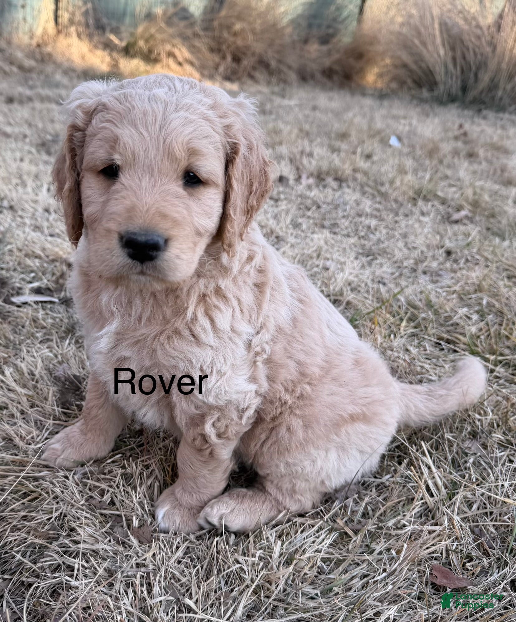 Goldendoodle dogs Rover - Ad 11