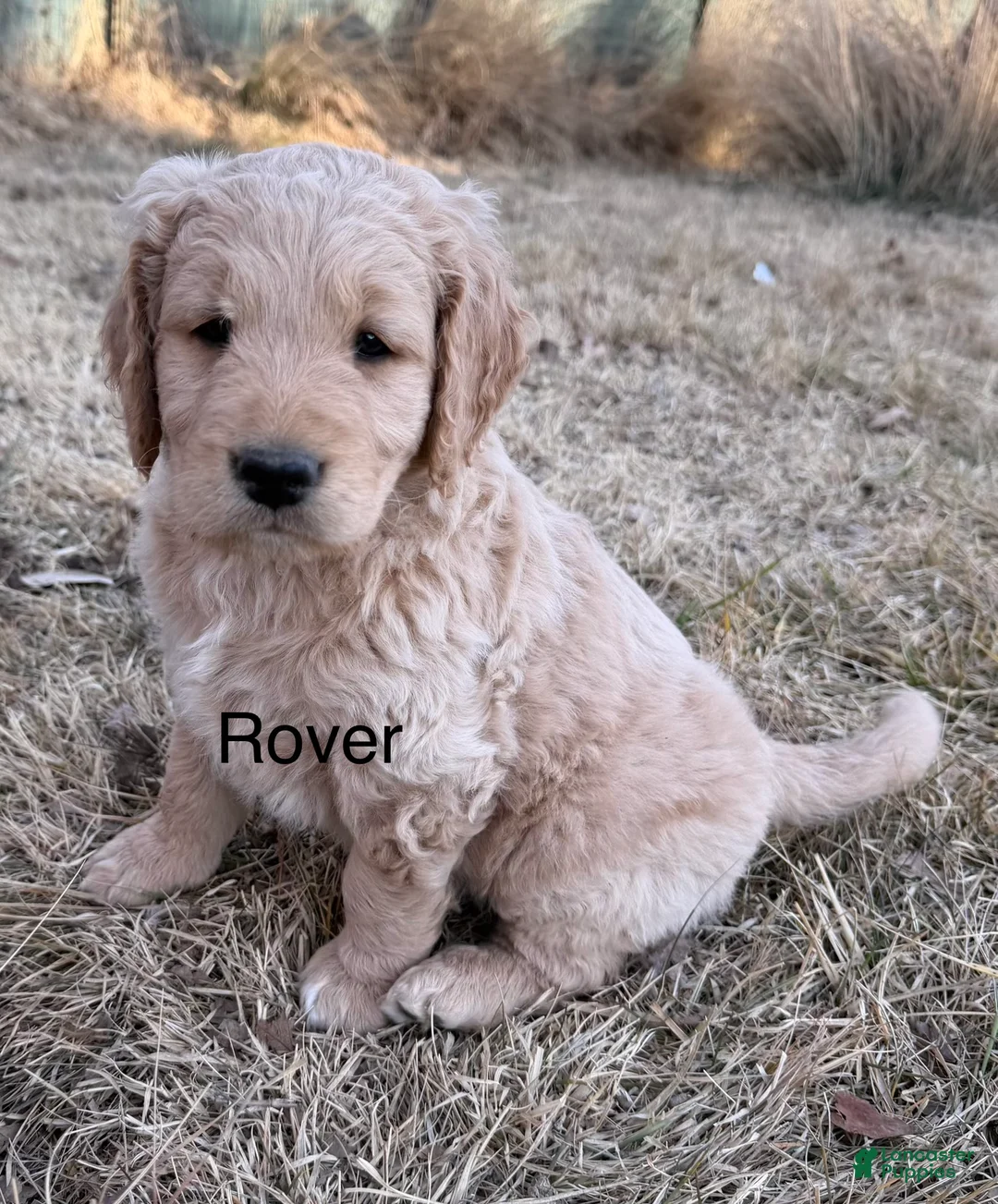 Goldendoodle dogs for sale: Rover - Ad 1