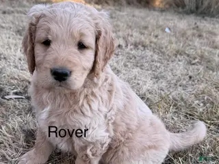 Goldendoodle dogs Rover - Ad 11