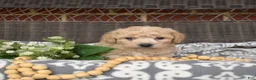 Bichpoo dogs for sale: Coach - Ad 10