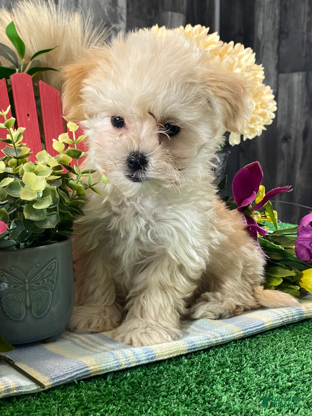 Maltipoo dogs for sale: Molly - Ad 5