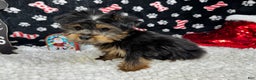 Yorkshire Terrier dogs for sale: Yorkshire Terrier Puppy 1 - Ad 3