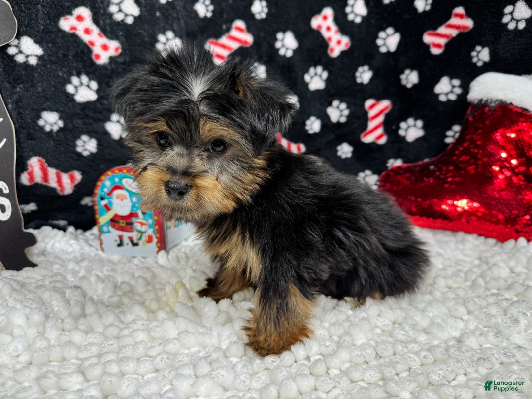 Yorkshire Terrier dogs for sale: Yorkshire Terrier Puppy 1 - Ad 3