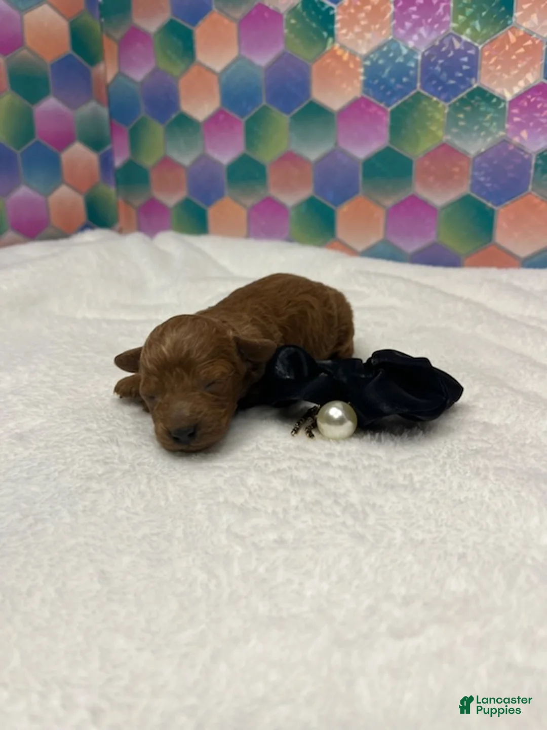 Toy Poodle dogs for sale: Georgie - Ad 4