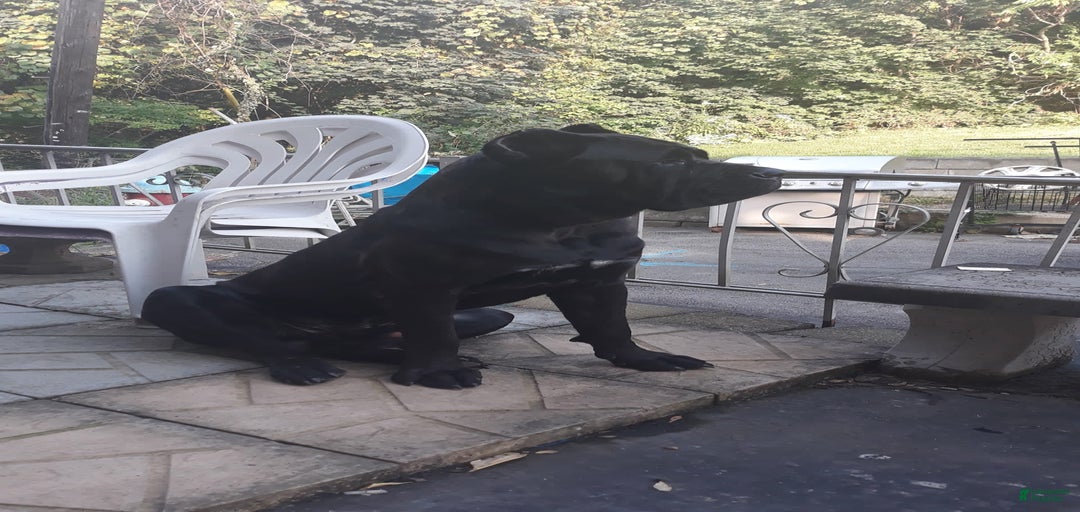 Gallery Image {{count}}