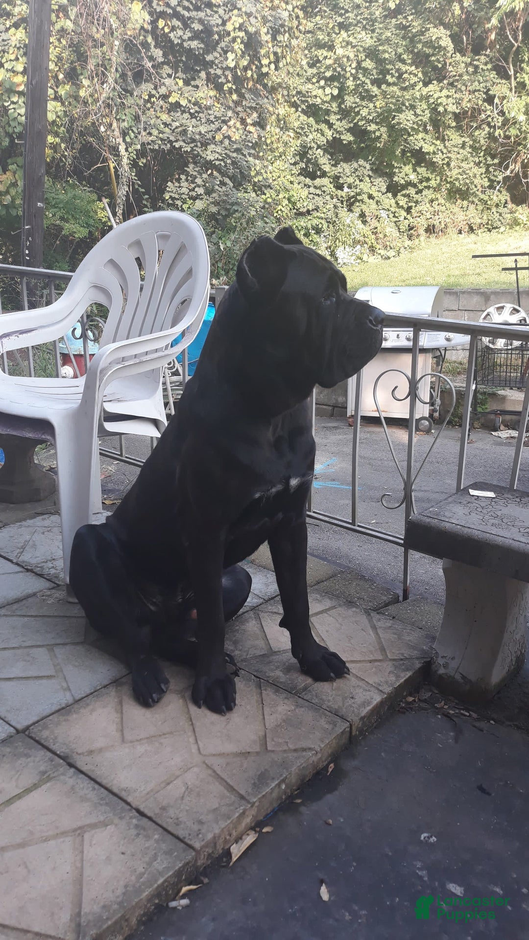 Gallery Image {{count}}