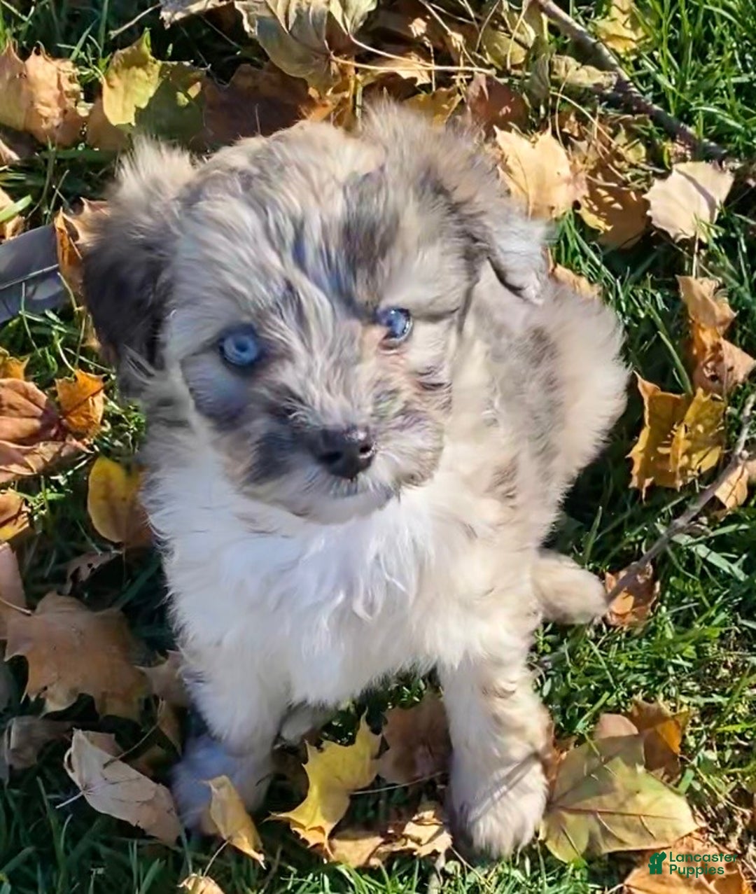 Mini Aussiedoodle dogs for sale: Lucy - Ad 5