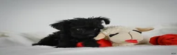Yorkiepoo dogs for sale: Abby - Ad 6