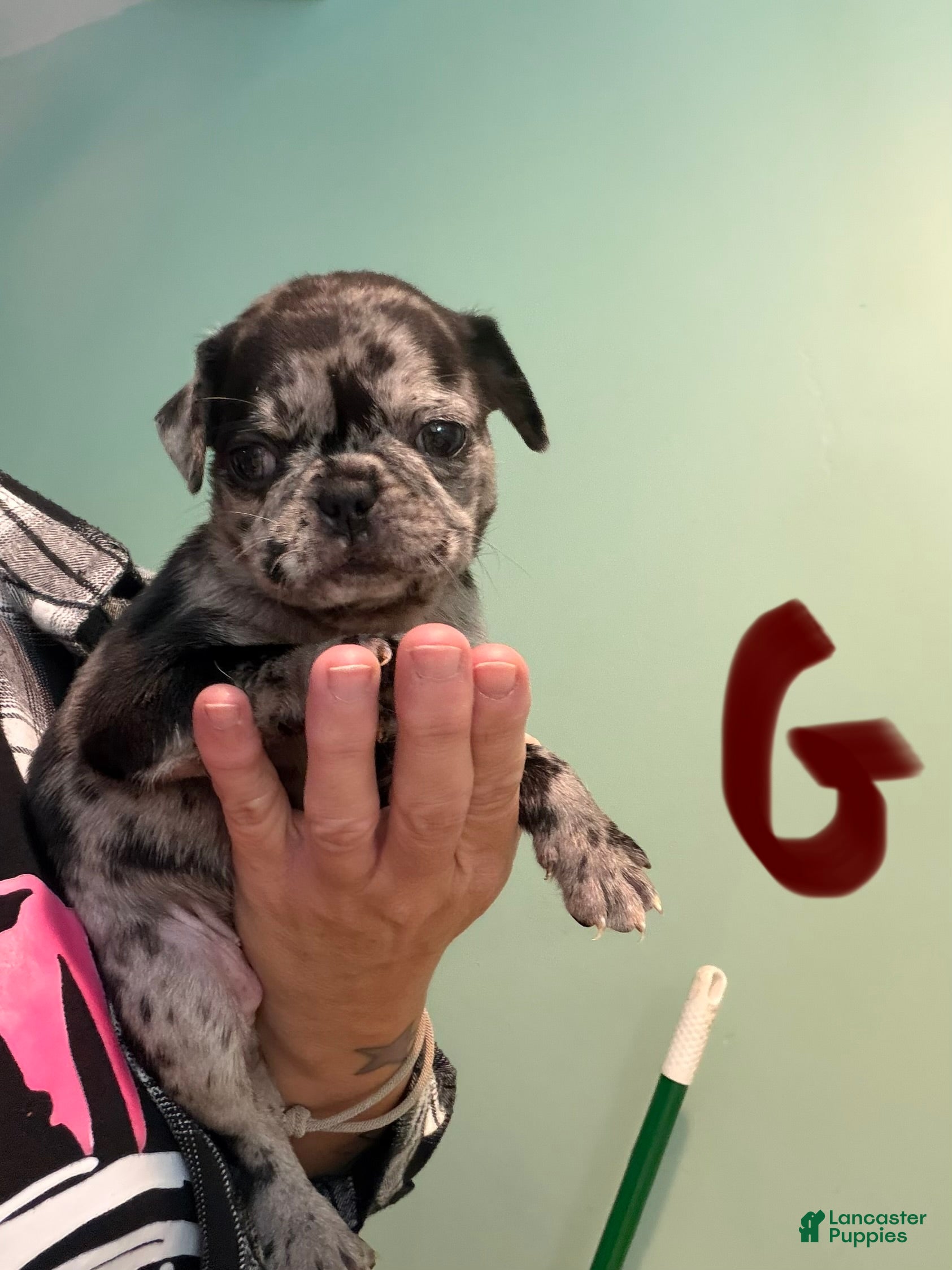 Pug dogs Pug 4 - Ad 24