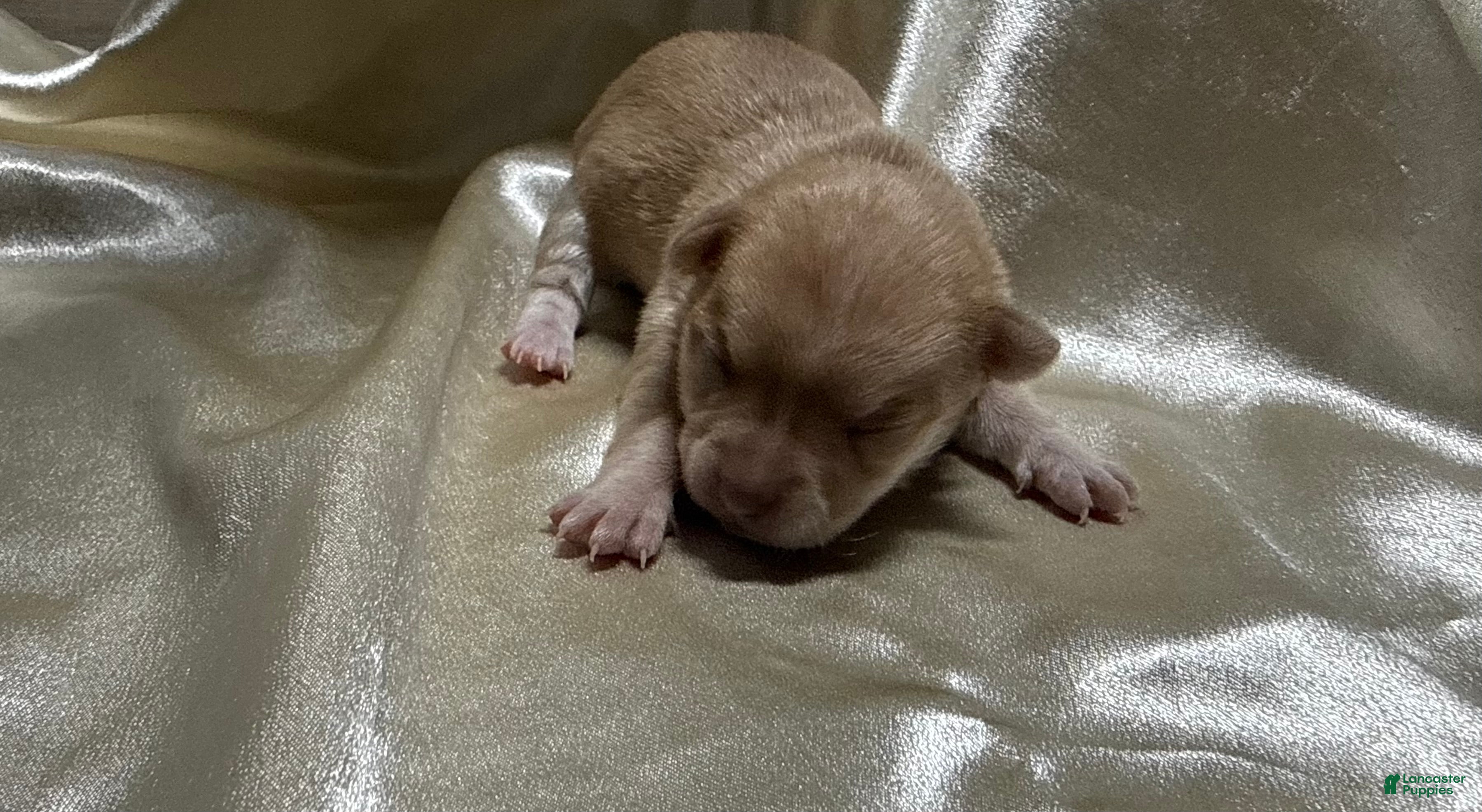Chihuahua dogs for sale: Cream w/plain nose female - Ad 30
