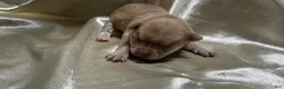 Chihuahua dogs for sale: Cream w/plain nose female - Ad 1