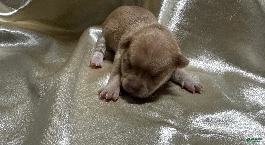 Chihuahua dogs for sale: Cream w/plain nose female - Ad 1