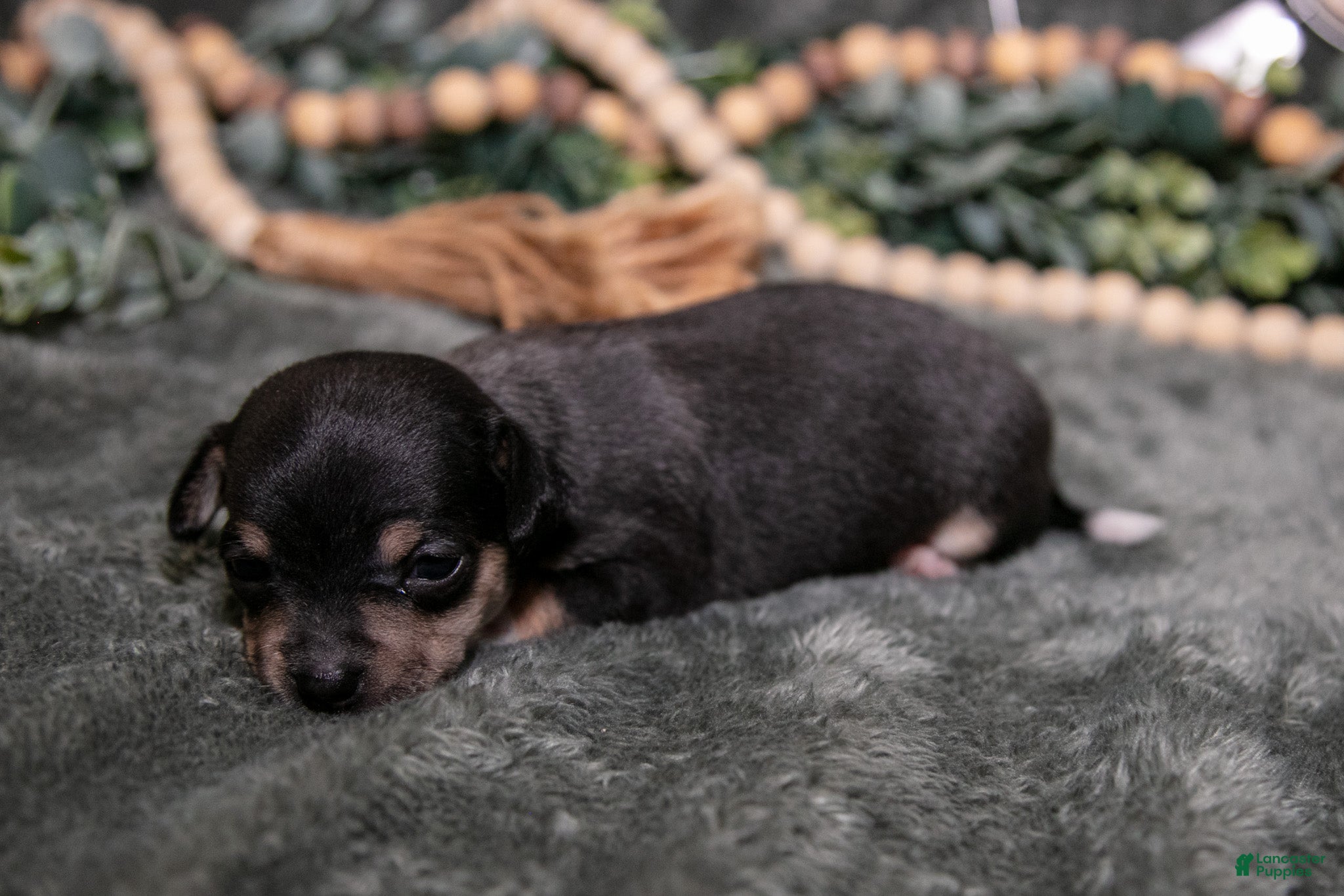 Chihuahua dogs Nova - Ad 2