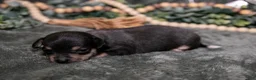 Chihuahua dogs for sale: Nova - Ad 2