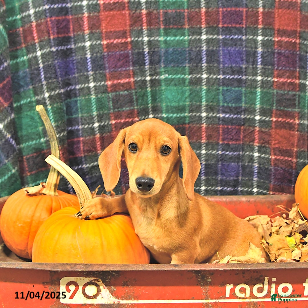 Miniature Dachshund dogs for sale: Luca - Ad 2