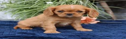 Cavalier King Charles Spaniel dogs for sale: Jordan  - Ad 1