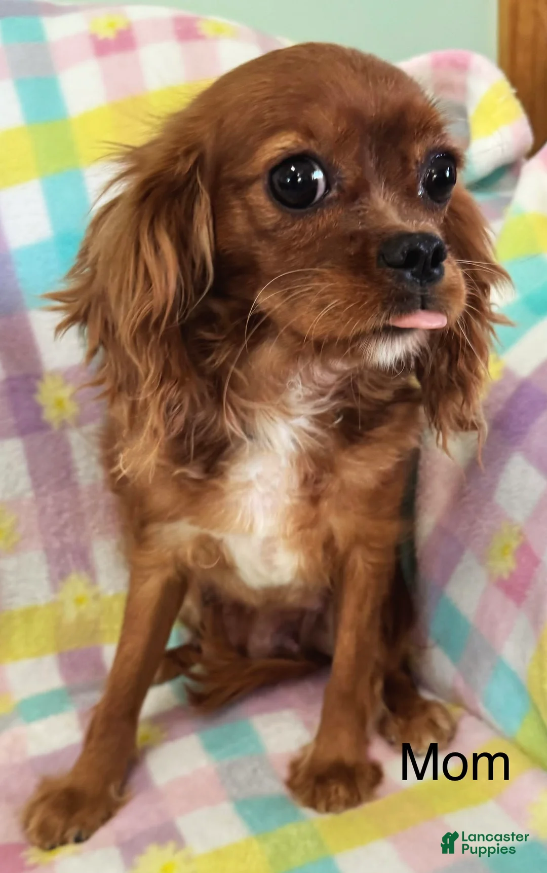 Cavapoo dogs for sale: Annie  - Ad 5