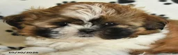 Shih Tzu dogs for sale: Rachel - Ad 5