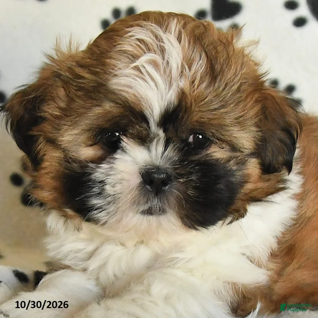 Shih Tzu dogs for sale: Rachel - Ad 5